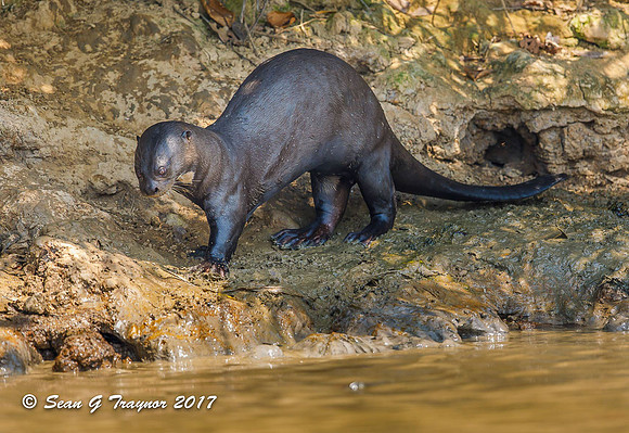 Giant River Otter, Pantanal, Brazil