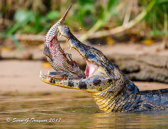 Caiman, Pantanal, Brazil