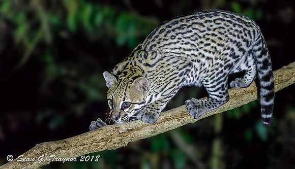 Ocelot