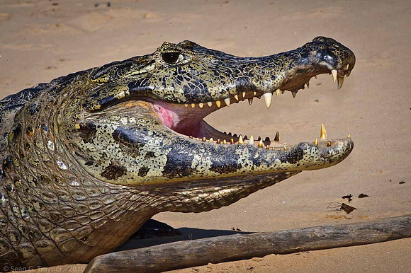 Caiman