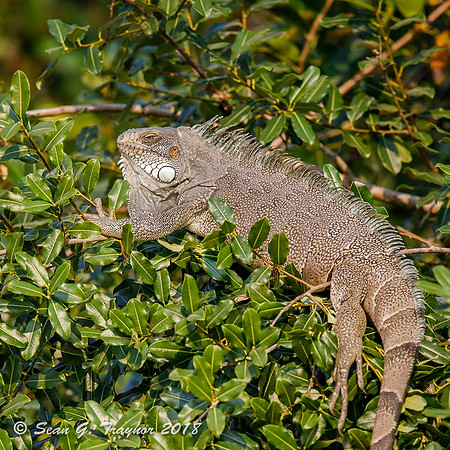 Green Iguana