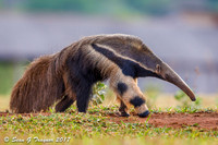 Brazil's Pantanal