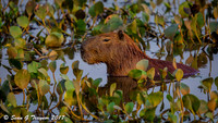 Cappybaras, Pantanal, Brazil