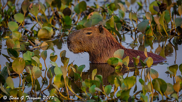 Cappybaras, Pantanal, Brazil