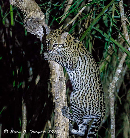 Ocelot