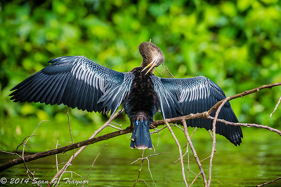 Anhinga Preening