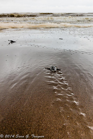 Tortuguera - Green Turtle Beach