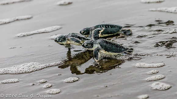 Tortuguera - Green Turtle Beach