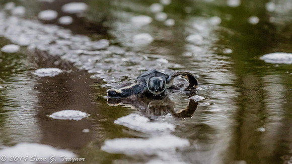 Tortuguera - Green Turtle Beach