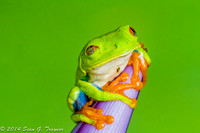 Costa Rica - Wildlife