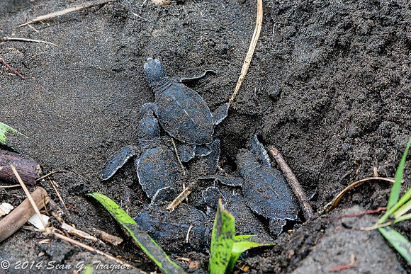 Green Turtles Hatching