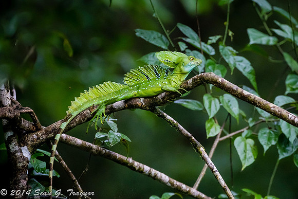 Basilisk Lizard