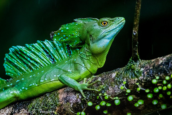 Basilisk Lizard