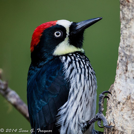 Acorn Woodpecker