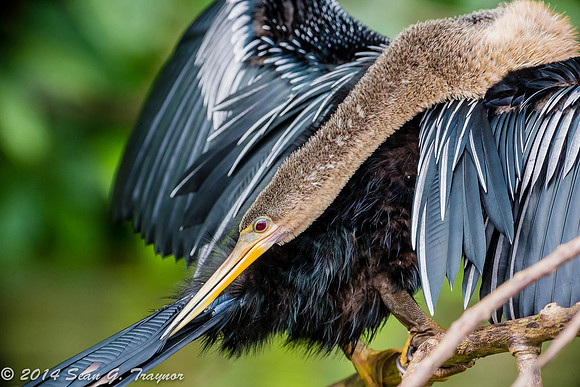 Anhinga Preening