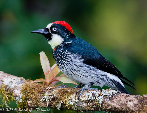 Acorn Woodpecker