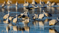Sandhill Cranes
