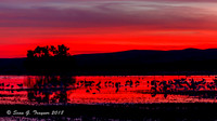 Bosque del Apache  NWR