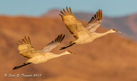 Sandhill Cranes