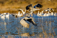 Sandhill Cranes