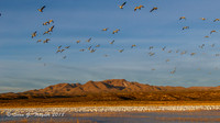 Bosque del Apache  NWR