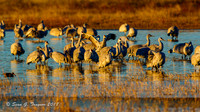 Sandhill Cranes