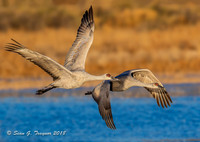 Sandhill Cranes