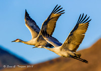 Sandhill Cranes