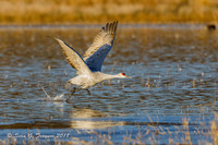 Sandhill Cranes