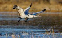 Sandhill Cranes
