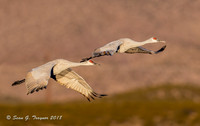Sandhill Cranes