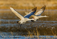 Sandhill Cranes