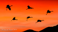 Bosque del Apache, NM