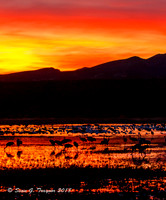 Bosque del Apache  NWR
