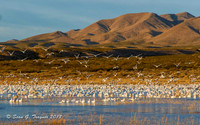 Bosque del Apache  NWR