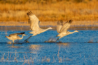 Sandhill Cranes