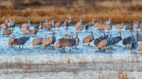 Sandhill Cranes