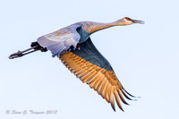 Sandhill Cranes