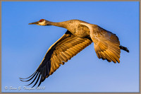 Sandhill Cranes