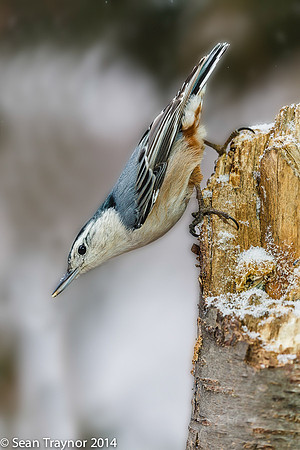 NJ-Birds in Winter-115