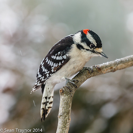 NJ-Birds in Winter-105