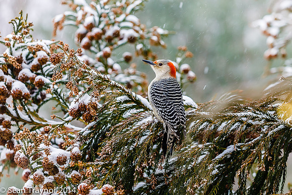 NJ-Birds in Winter-114