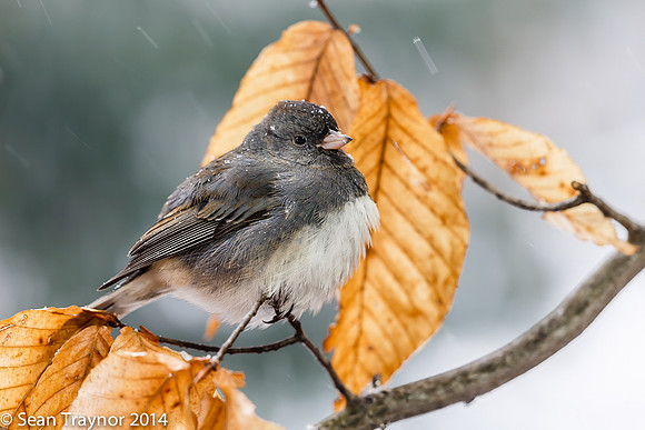 NJ-Birds in Winter-137