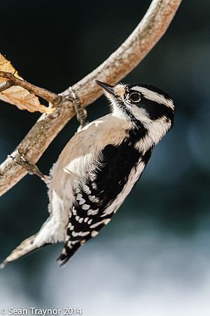 NJ-Birds in Winter-110