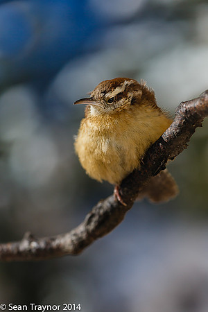 NJ-Birds in Winter-102