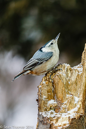 NJ-Birds in Winter-118