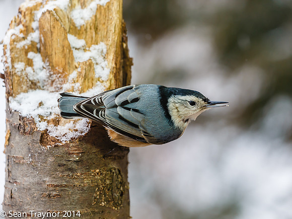 NJ-Birds in Winter-116