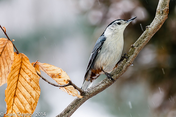 NJ-Birds in Winter-117