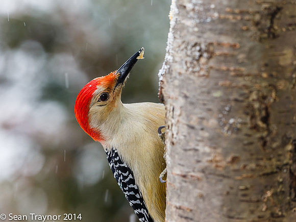 NJ-Birds in Winter-113