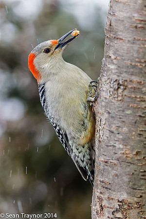 NJ-Birds in Winter-112